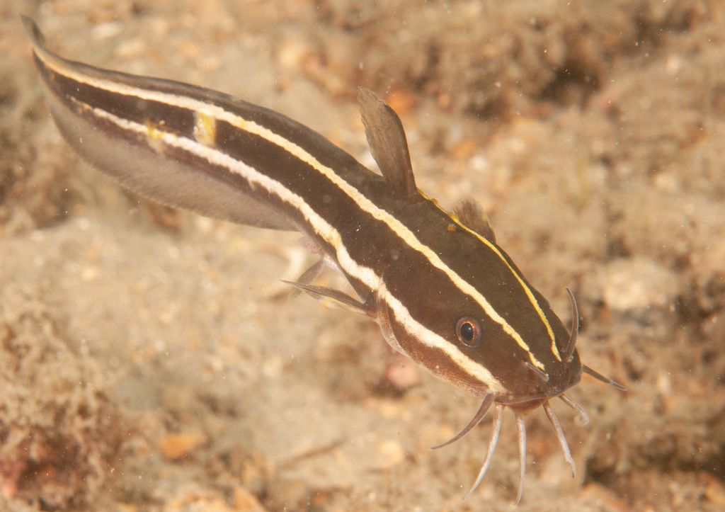 Striped Eel Catfish (Fishes of Chowder Bay, Sydney, Australia