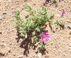 Drosanthemum hispidum