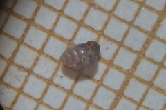 Vertigo pygmaea
