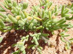 Drosanthemum hispidum