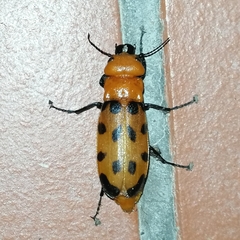 Cissites maculata