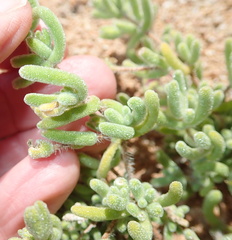 Drosanthemum hispidum