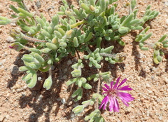 Drosanthemum hispidum