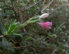 Lithodora hispidula versicolor