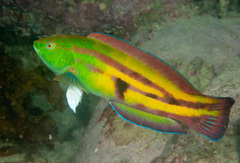 Patrician Wrasse photo 1