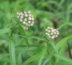 Achillea biserrata