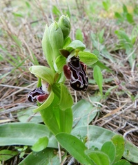 Ophrys kotschyi