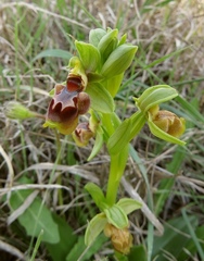 Ophrys umbilicata flavomarginata