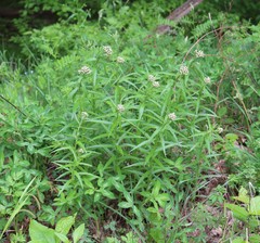 Achillea biserrata