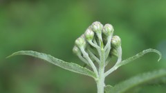 Achillea biserrata