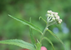 Achillea biserrata