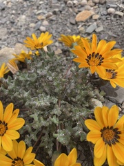 Gazania heterochaeta