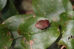 Stilida indecora