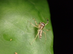 Tauala lepidus