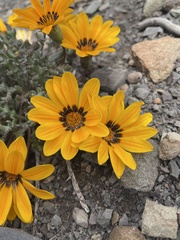 Gazania heterochaeta