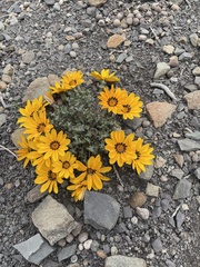 Gazania heterochaeta