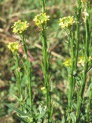 Erysimum marschallianum
