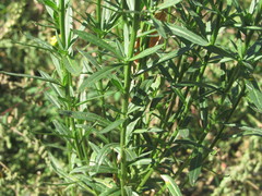 Erysimum marschallianum