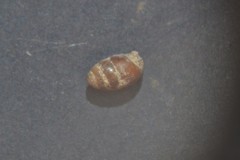 Vertigo pygmaea