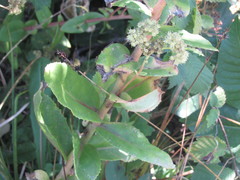 Hylotelephium maximum maximum