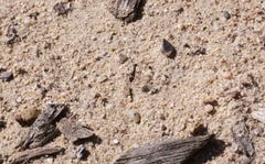 Myrmecocystus