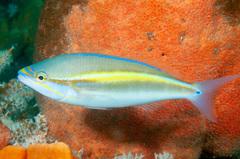 Pentapodus paradiseus