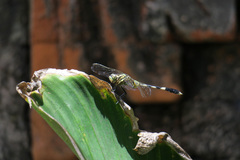 Orthetrum sabina