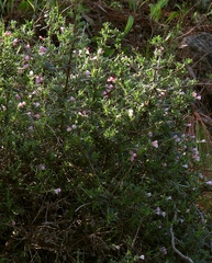 Lithodora hispidula versicolor
