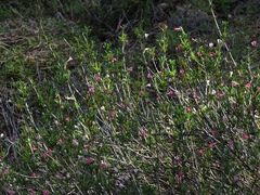 Lithodora hispidula versicolor