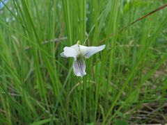 Viola patrinii