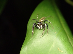 Tauala lepidus