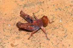 Thericleidae
