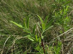 Salix brachypoda