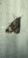 Stericta concisella