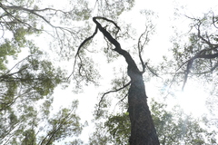 Eucalyptus fibrosa