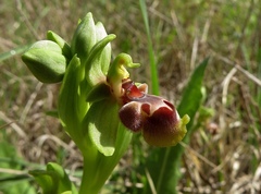 Ophrys umbilicata flavomarginata