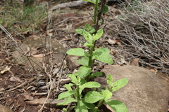 Pterocaulon redolens