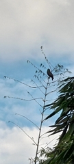 Spilornis cheela