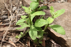 Pterocaulon redolens