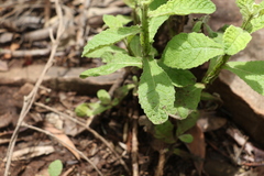 Pterocaulon redolens