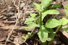 Pterocaulon redolens