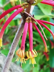 Benthamina alyxifolia