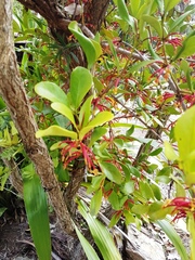 Benthamina alyxifolia