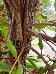 Benthamina alyxifolia