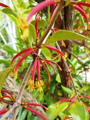 Benthamina alyxifolia