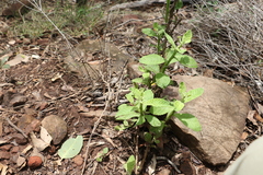 Pterocaulon redolens