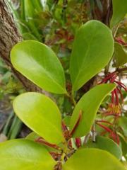 Benthamina alyxifolia