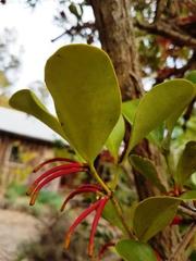 Benthamina alyxifolia