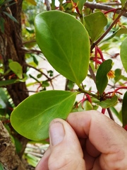 Benthamina alyxifolia