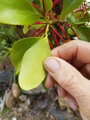Benthamina alyxifolia